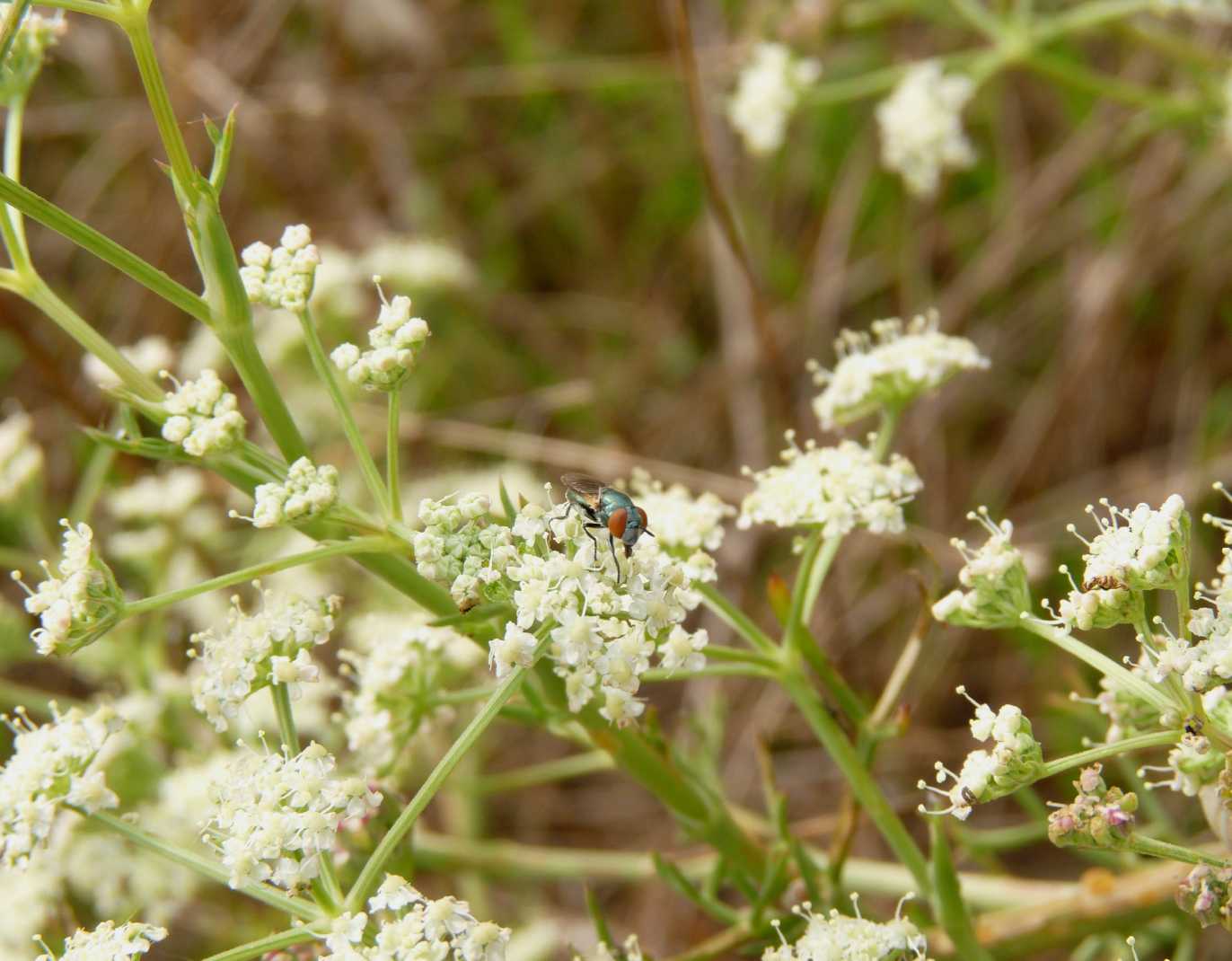 Minuscola moschina verdeazzurra